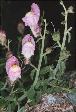 Detalle de la planta con flores rosas