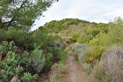 Sendero con matorrales a ambos lados