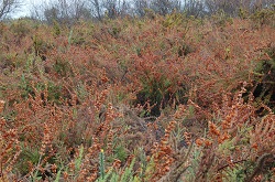 Paisaje de matorral