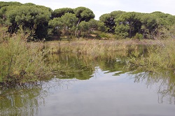 Laguna del Portil