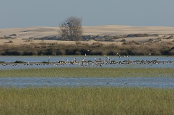 Doñana