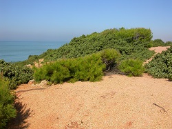 Pinar de Roche