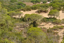 Bosque de pino piñonero sobre dunas
