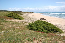 Enebro costero (Juniperus oxycedrus subsp. macrocarpa)