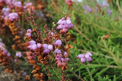 Erica ciliaris
