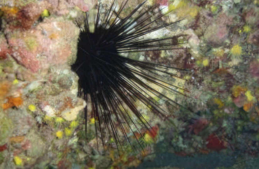 Imagen de un puerco espín marino bajo el agua sujeto a una roca