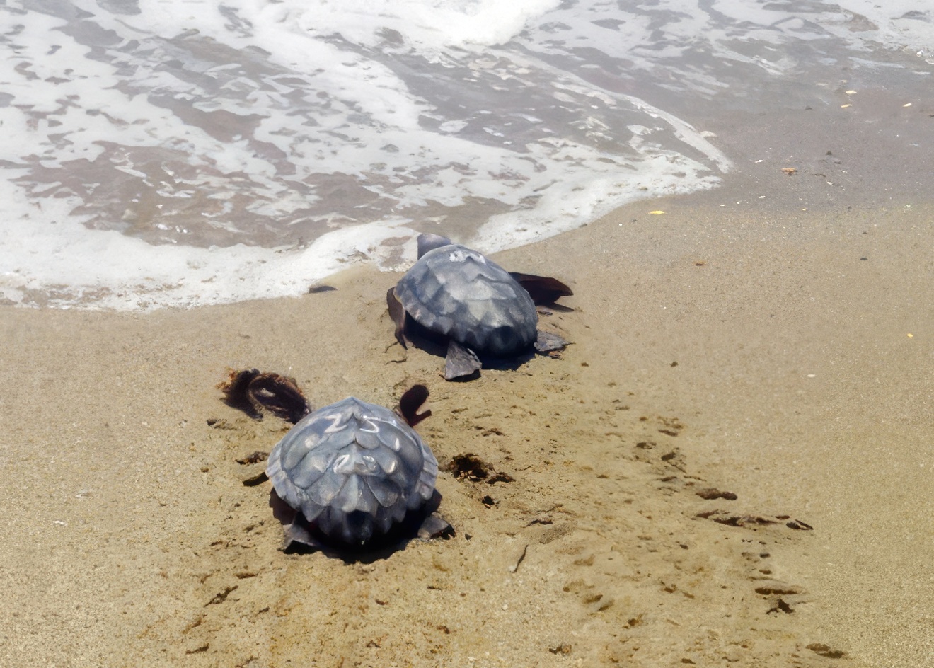 Tortuga boba entrando al mar