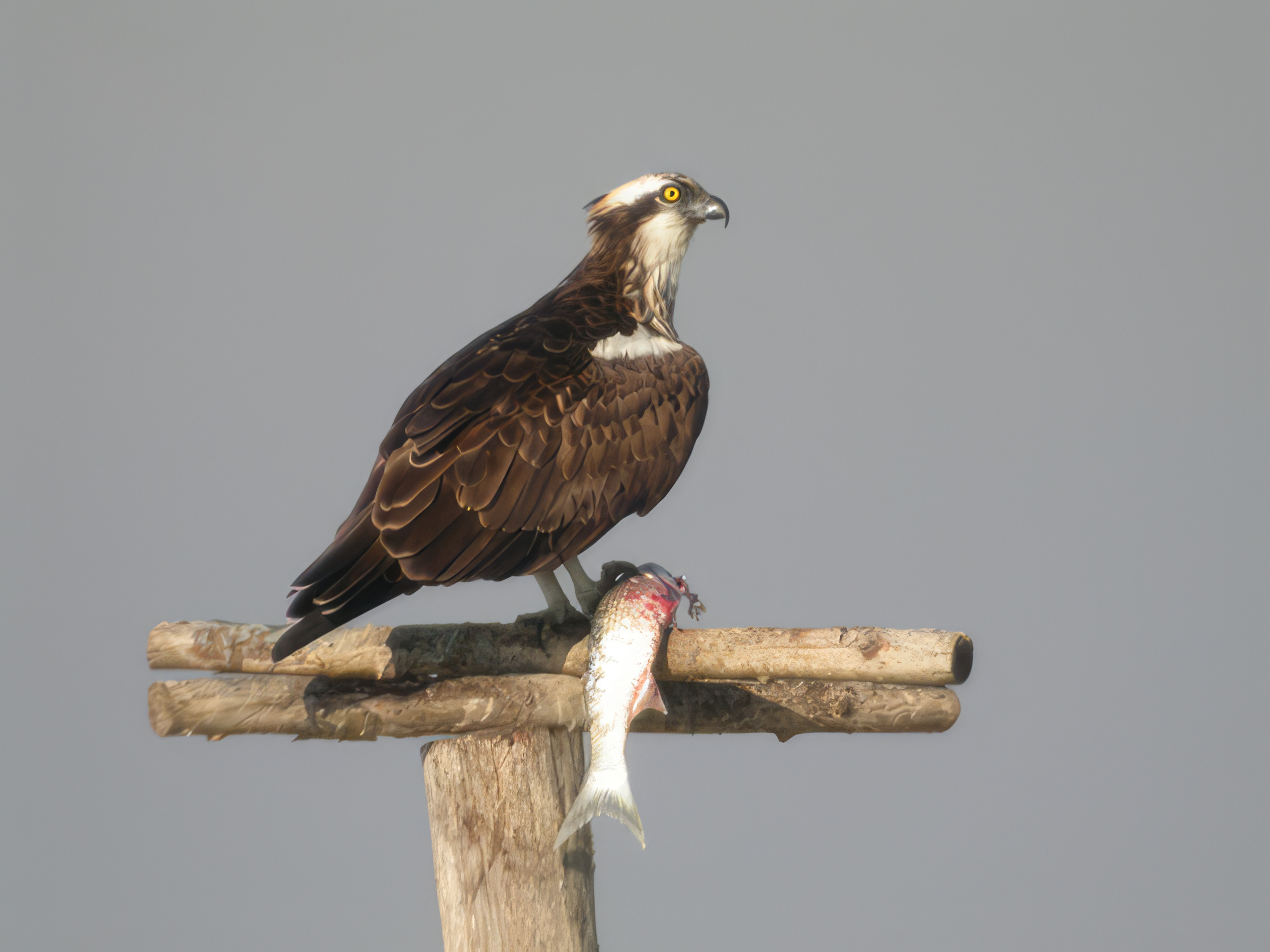 Ampliar imagen: águila pescadora tras atrapar un pez