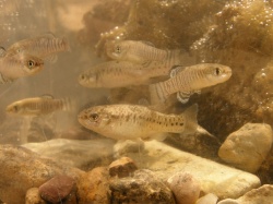 Grupo de salinetes nadando entre rocas