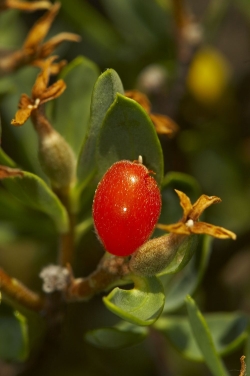 Fruto de Dapne oleoides