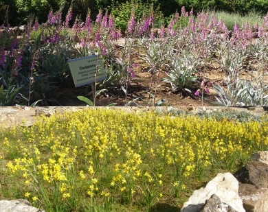 Digitalis purpurea y Narcissus assoanus