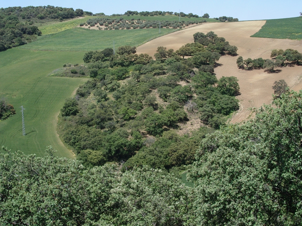 Ampliar imagen: Paisaje con un bosque isla rodeado de campo