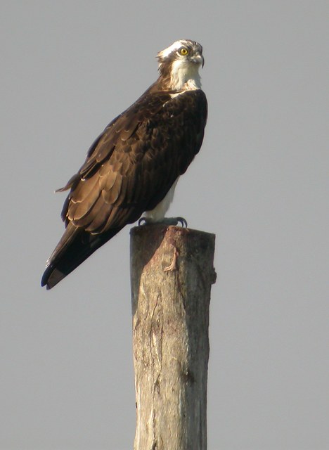 Águila pescadora