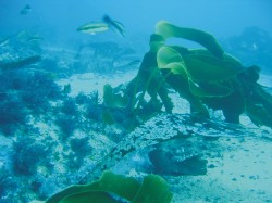Fotografía de algas en fondo marino con algunos peces alrededor
