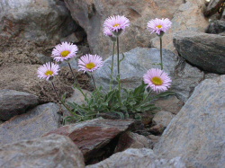 Erigeron frigidus