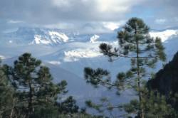 Paisaje de cumbres nevadas al fondo y en primer plano la copa de los árboles