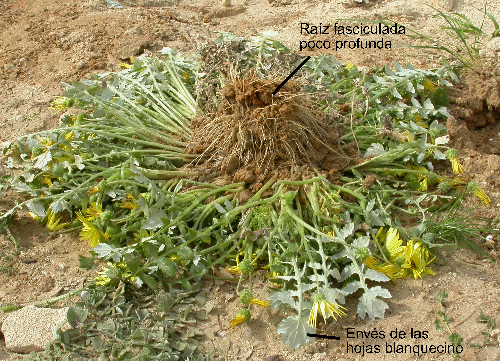 Margarita africana