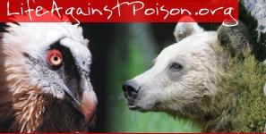Imagen collage de oso y quebrantahuesos. LifeAgainstPoison.org
