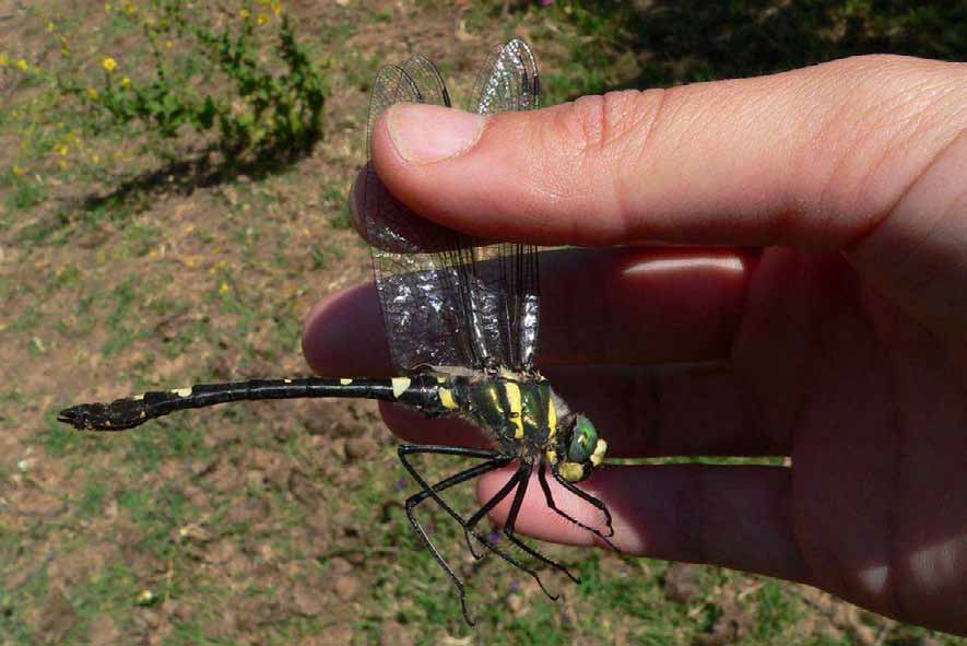 Programa de Actuaciones para la Conservación de Invertebrados