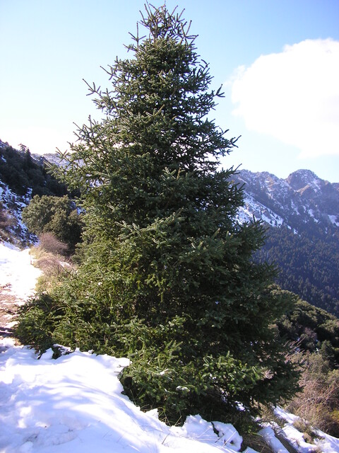 Pinsapo en la ladera de una montaña nevada