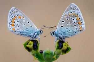 Ampliar imagen: mariposas posadas en una flor