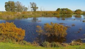 Laguna de la Reserva Natural Complejo Endorreico de Puerto Real rodeada de vegetación y algunos eucaliptos al fondo.