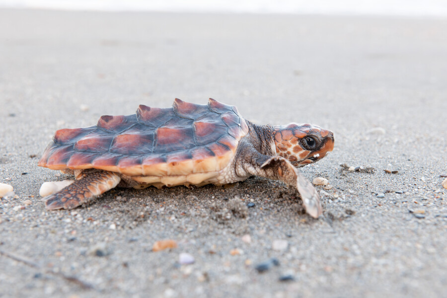 Fotografía de una tortuga boba sobre la arena