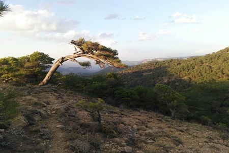 Paisaje de árbol y cumbres