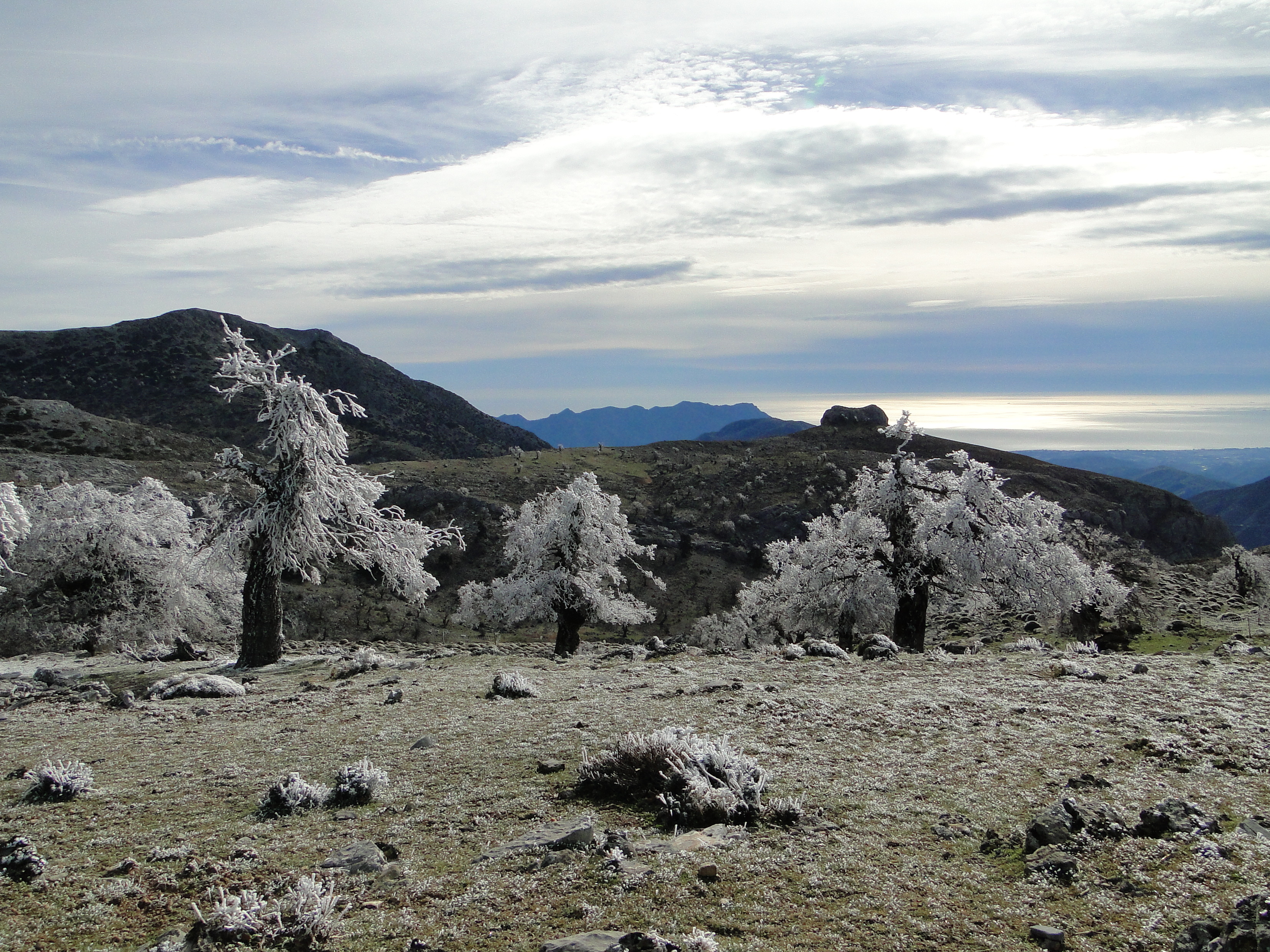 Cencellada Quejigal Tolox (Autor: Ignacio García)