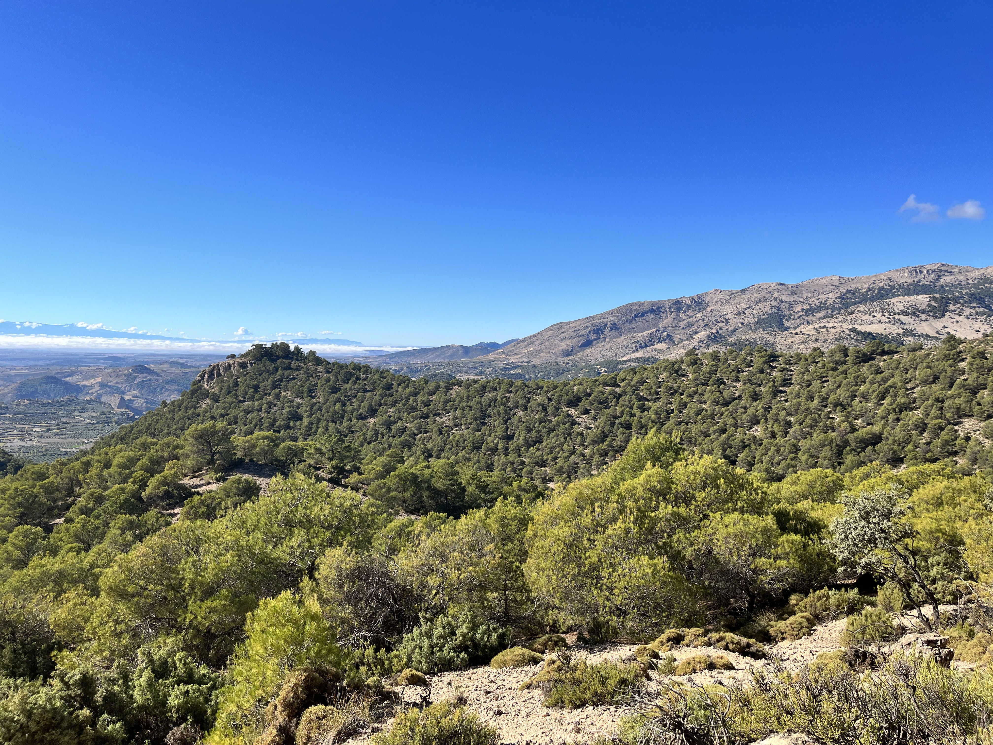 vistas desde el sendero , arbolado