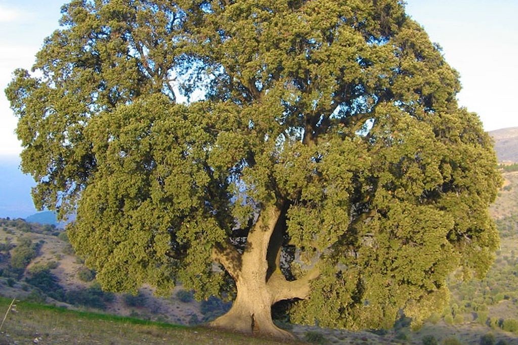 Monumento Natural Encina de la Peana