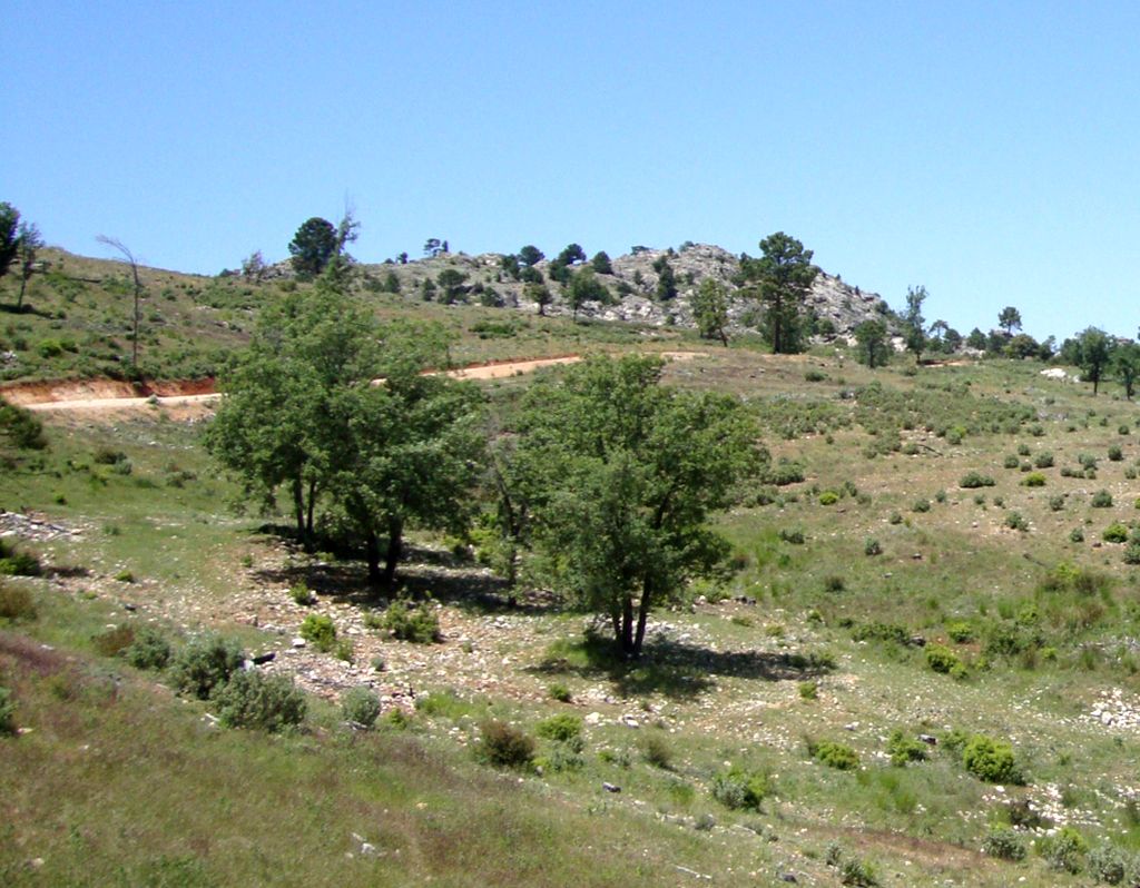LA ALBARDA