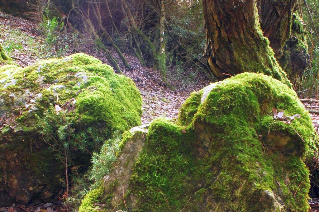 AGUASCEBAS DE GIL-COBO