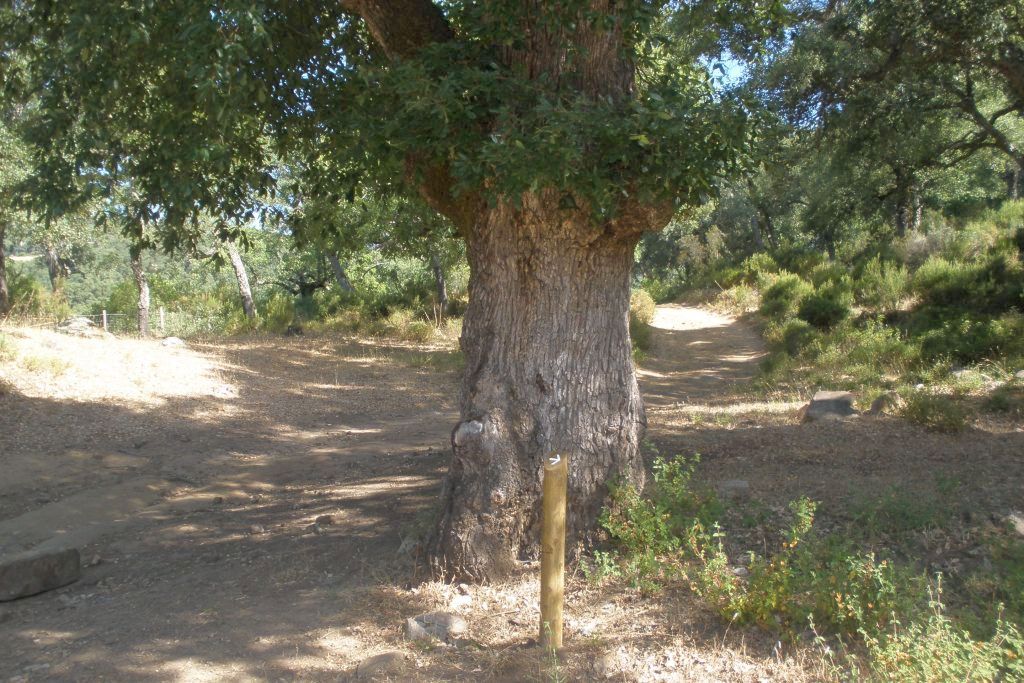 GARGANTA DE PULGA