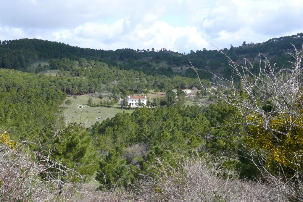 QUEJIGALES-TORRECILLA