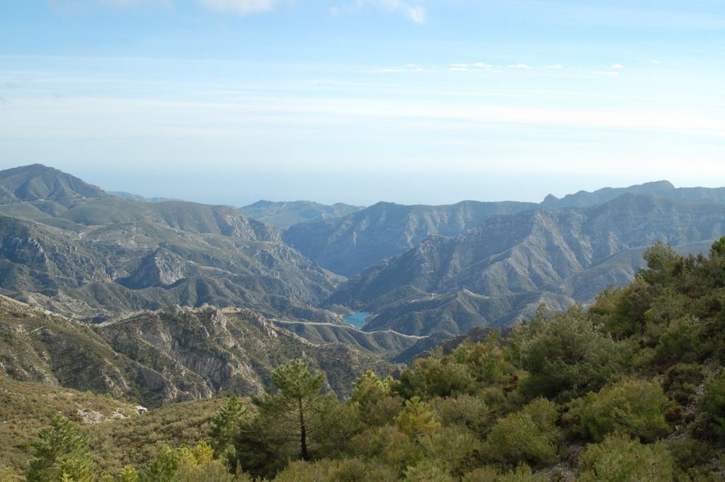 PICO LOPERA