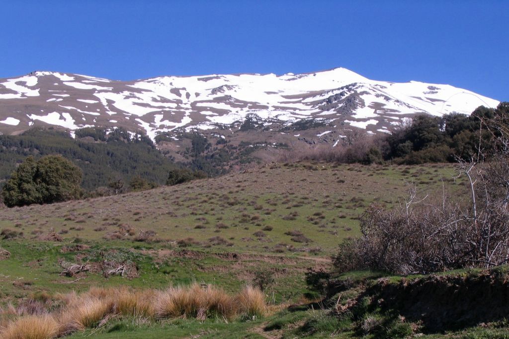 PUENTE PALO