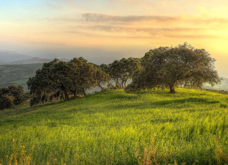 Atardecer en el campo