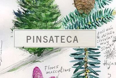 Pinsateca