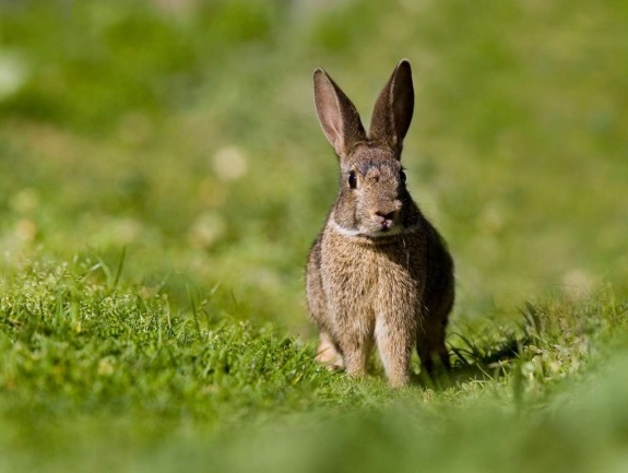 Estrategia de recuperación y gestión del conejo