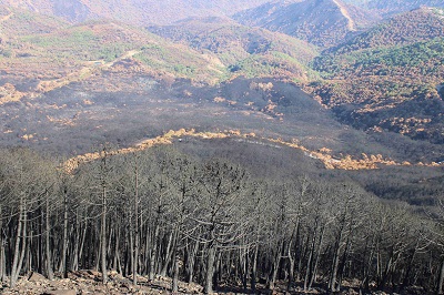 Plan integrado de caza del terreno afectado por el incendio de “Sierra Bermeja” en septiembre de 2021
