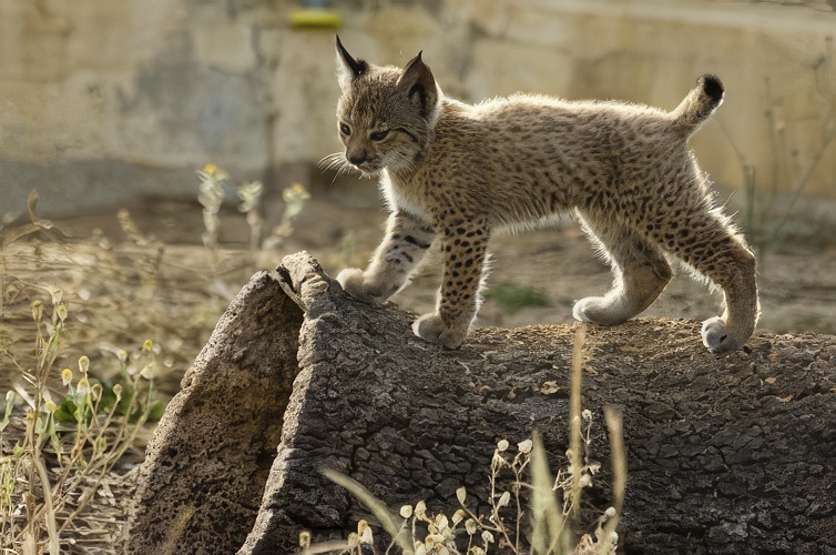 Lince ibérico