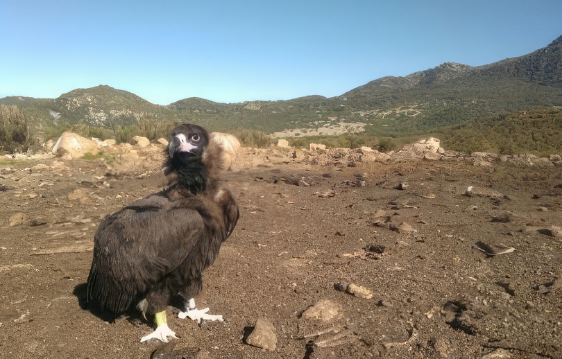 Aves necrófagas
