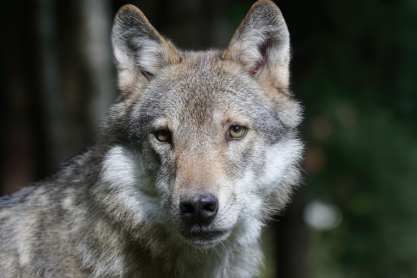Otros programas de conservación y recuperación de fauna