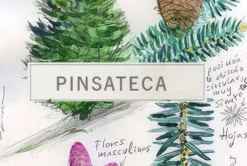 Pinsateca