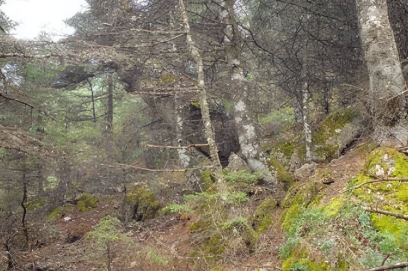 Visita los pinsapares de Andalucía