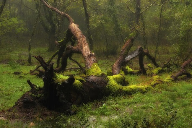 XXVIII Concurso Fotográfico Día Mundial del Medio Ambiente