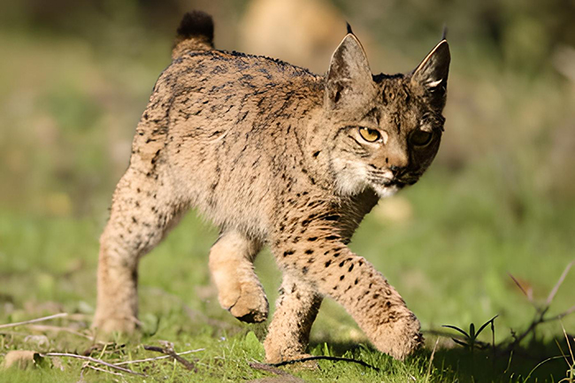 Enlace - Ámbito Plan de recuperación del lince Ibérico