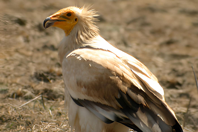 Enlace - Ámbito Plan de recuperación y conservación de las aves necrófagas