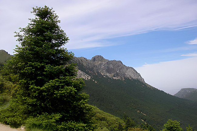 Enlace - Ámbito Plan de recuperación y conservación del pinsapo